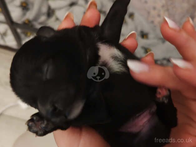 Pomeranian puppies for sale in Southampton, Hampshire – 1 year old - Image 5 of 5