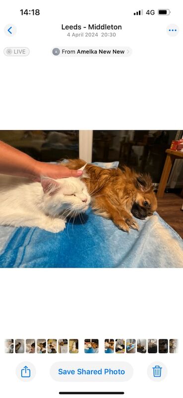 Pomeranian puppies for sale in Leeds, West Yorkshire – 11 weeks old
