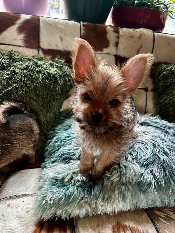 Pomeranian puppies for sale in Leeds, West Yorkshire – 11 weeks old - Image 2 of 3