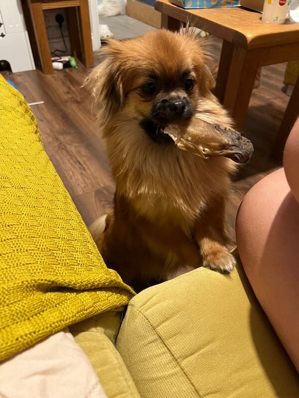 Pomeranian puppies for sale in Leeds, West Yorkshire – 11 weeks old - Image 3 of 3