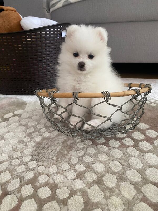 Healthy, Home- Raised Puppies Ready For Loving Homes for sale in Hackney, Greater London
