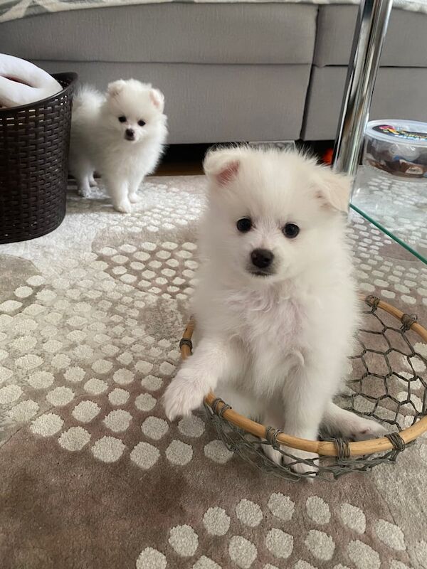 Healthy, Home- Raised Puppies Ready For Loving Homes for sale in Hackney, Greater London | Image 2