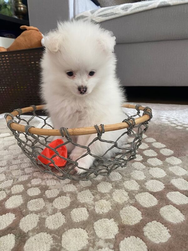 Healthy, Home- Raised Puppies Ready For Loving Homes for sale in Hackney, Greater London | Image 3