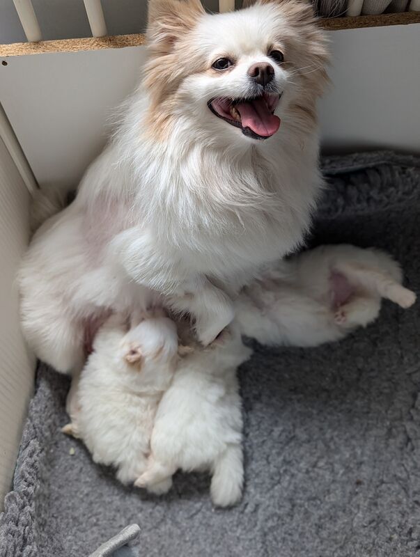 Pomeranian puppies for sale in Chislehurst, Greater London – 1 year old - Image 2 of 3