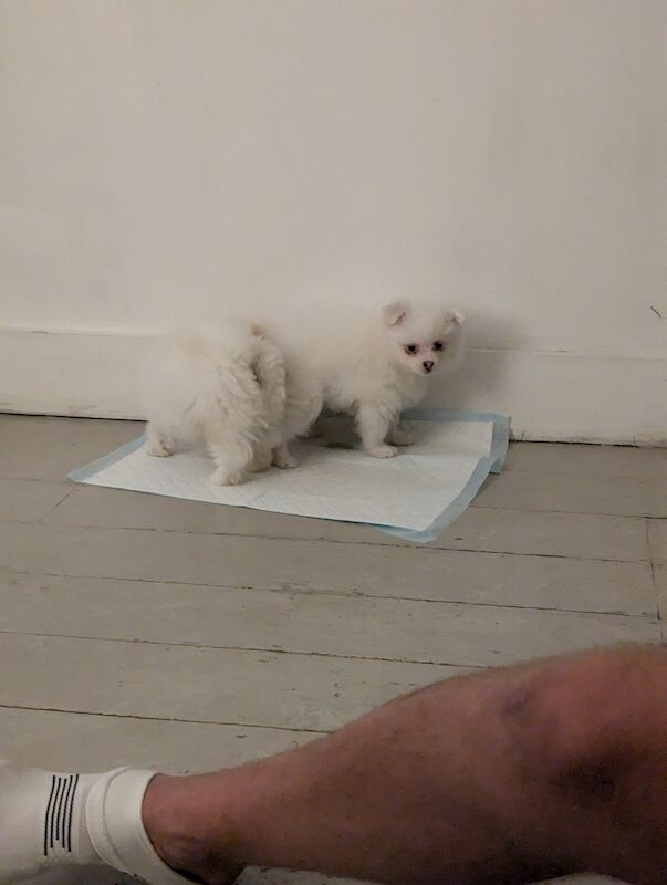 Pomeranian puppies for sale in Chislehurst, Greater London – 1 year old - Image 3 of 3