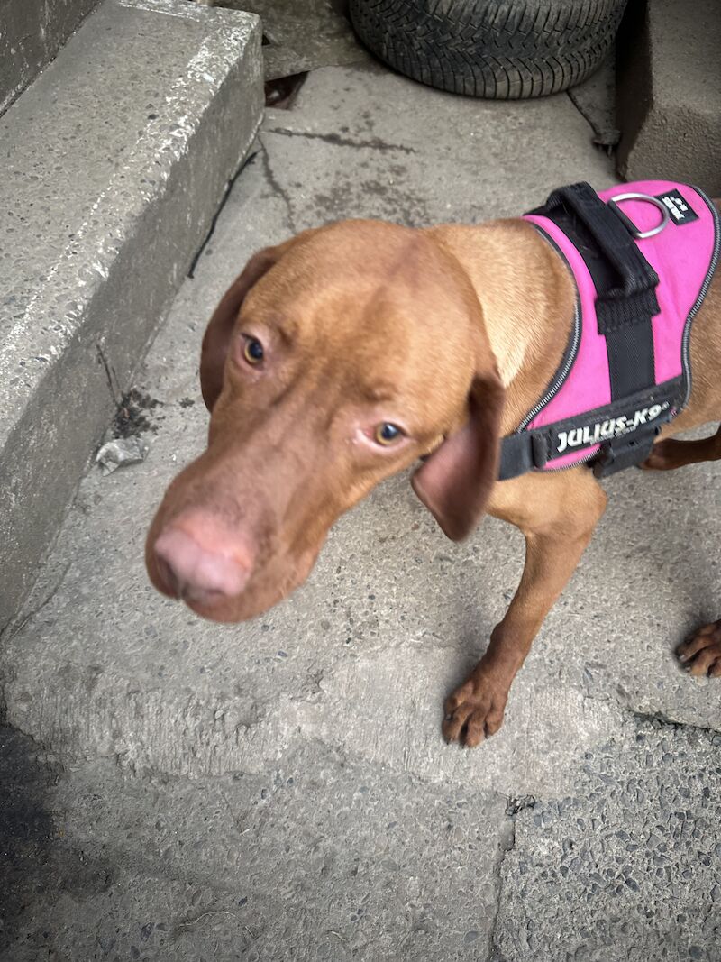 Pomeranian puppies for sale in Bishop Auckland, Durham – 2 years old - Image 1 of 5