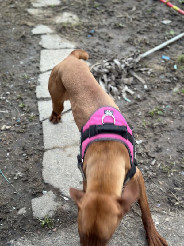 Pomeranian puppies for sale in Bishop Auckland, Durham – 2 years old - Image 3 of 5