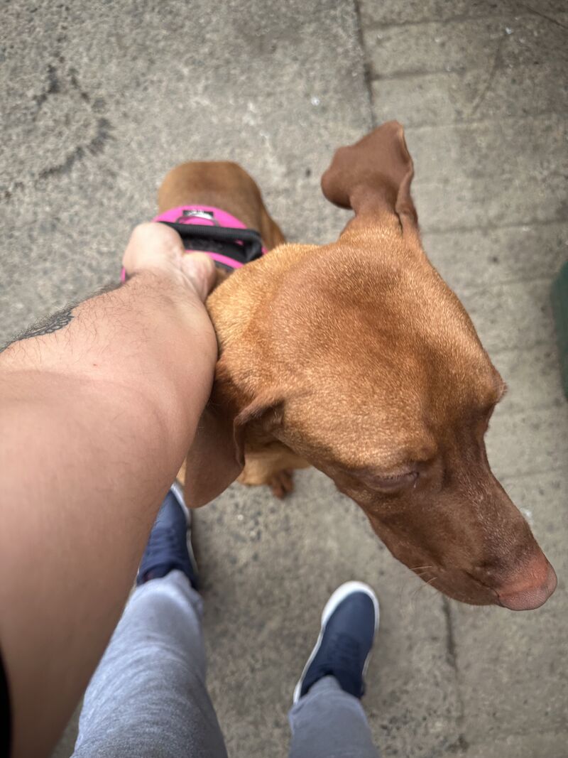 Pomeranian puppies for sale in Bishop Auckland, Durham – 2 years old - Image 4 of 5