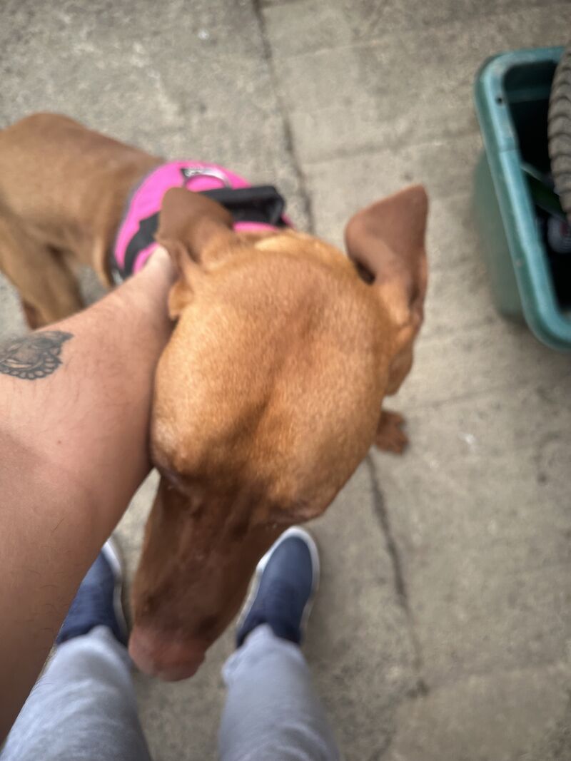 Pomeranian puppies for sale in Bishop Auckland, Durham – 2 years old - Image 5 of 5