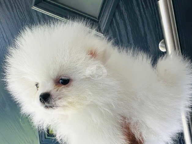 Pomeranian puppies for sale in Doncaster, South Yorkshire – KC registered, 1 year old - Image 3 of 5