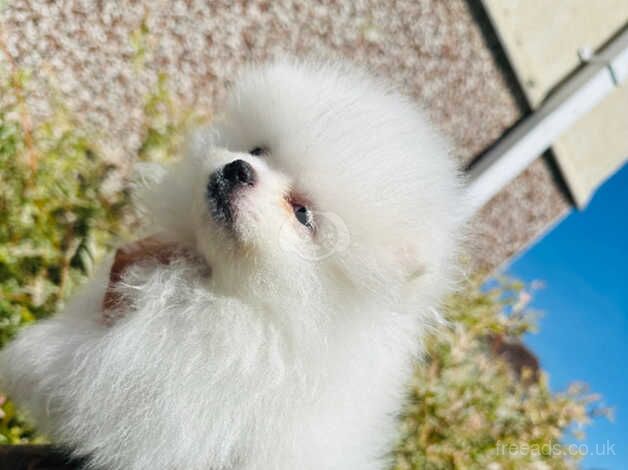 Pomeranian puppies for sale in Doncaster, South Yorkshire – KC registered, 1 year old - Image 4 of 5