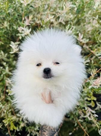 Pomeranian puppies for sale in New England, Somerset – 1 year old - Image 1 of 5