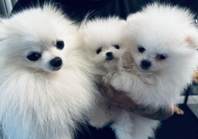 Pomeranian puppies for sale in New England, Somerset – 1 year old - Image 3 of 5