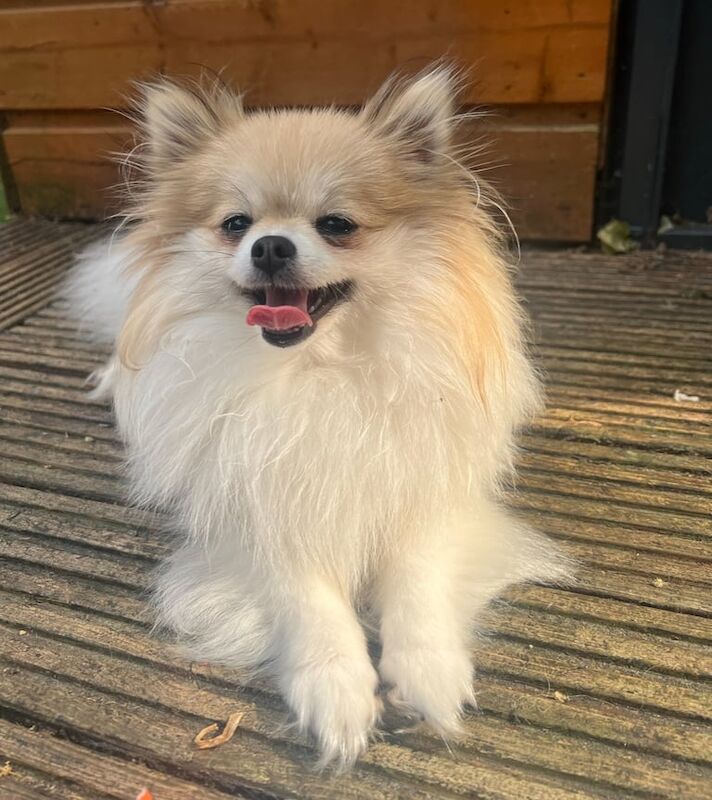 Icy for sale cute tiny white Pom for sale in Denton, Greater Manchester