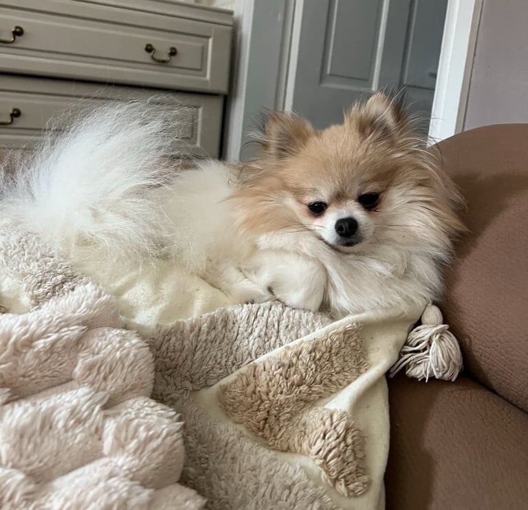 Icy for sale cute tiny white Pom for sale in Denton, Greater Manchester | Image 2