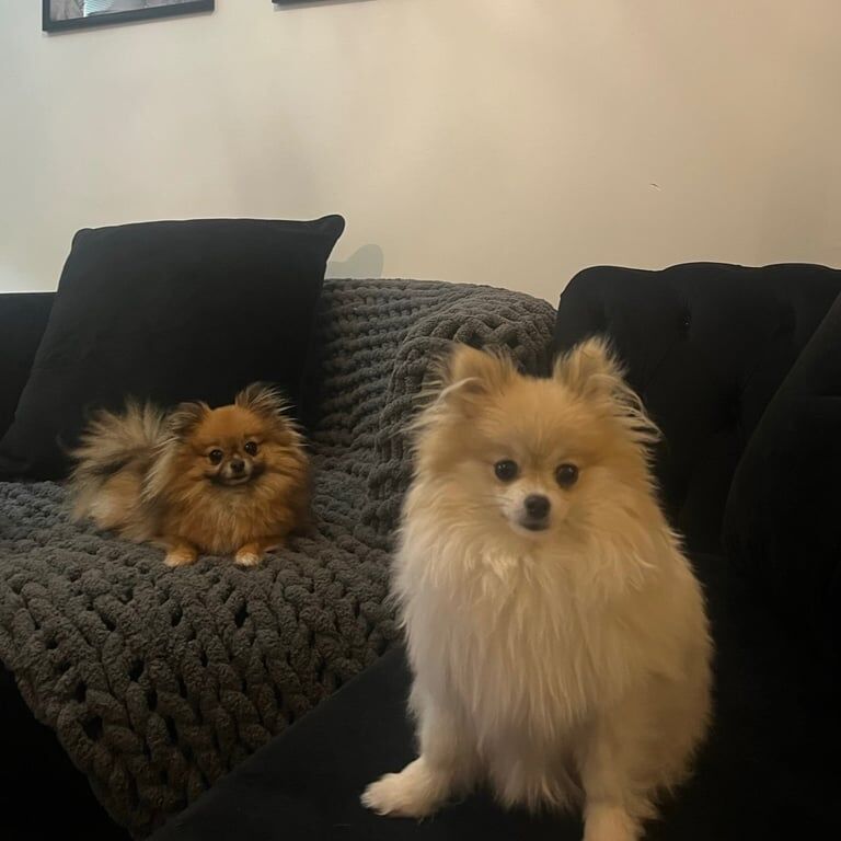 Icy for sale cute tiny white Pom for sale in Denton, Greater Manchester | Image 3