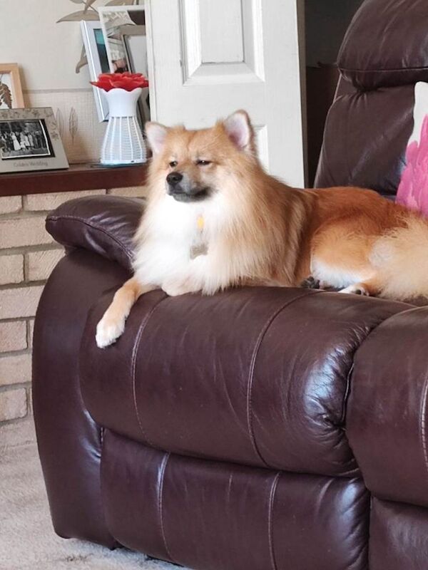 Pomeranian puppies for sale in King's Lynn, Norfolk – 2 years old