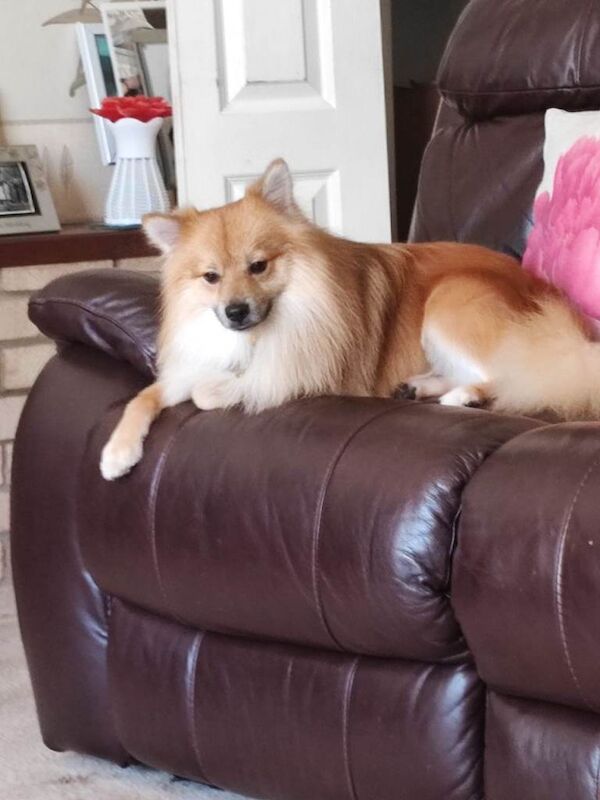 Pomeranian puppies for sale in King's Lynn, Norfolk – 2 years old - Image 2 of 3