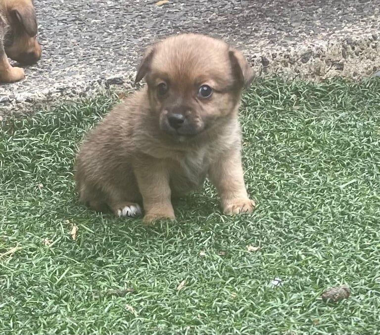 Pomeranian puppies for sale in Plaistow, Greater London – 8 weeks old - Image 2 of 3