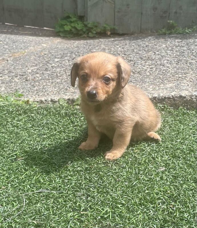 Pomeranian puppies for sale in Plaistow, Greater London – 8 weeks old - Image 3 of 3