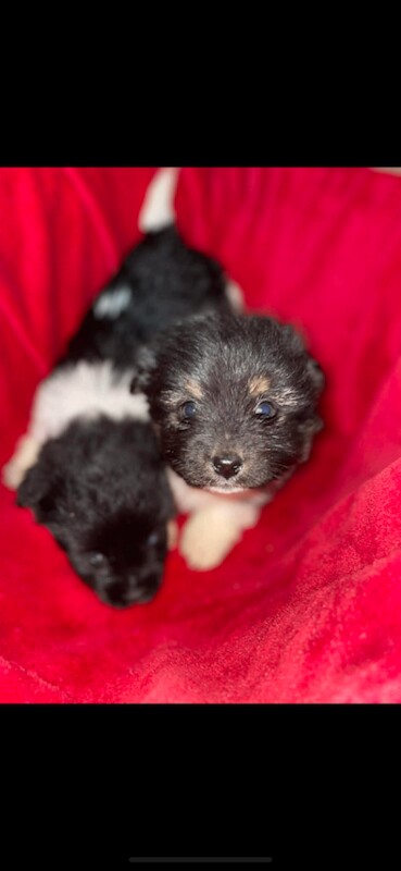 Pomeranian Puppies For Sale Under £1,000