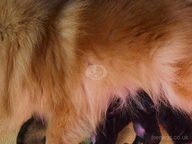 Pomeranian puppies for sale in Bedwas, Caerphilly – KC registered, 1 year old - Image 2 of 5