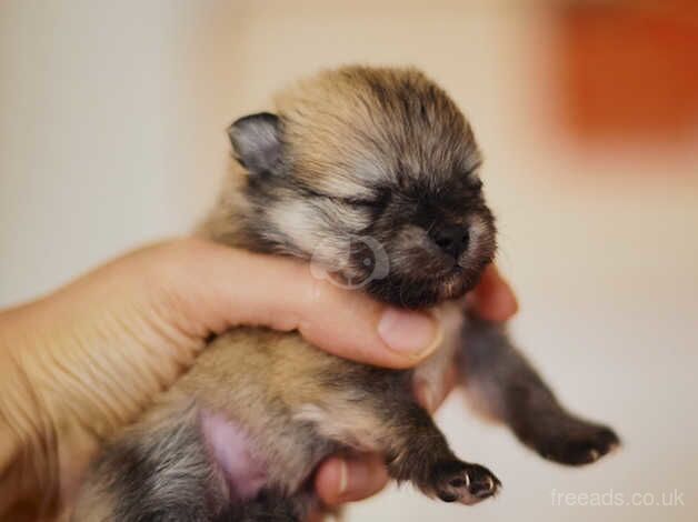 Pomeranian puppies for sale in Bedwas, Caerphilly – KC registered, 1 year old - Image 3 of 5