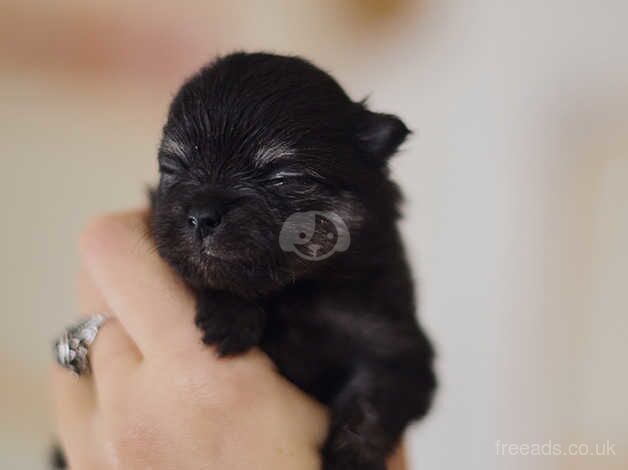 Pomeranian puppies for sale in Bedwas, Caerphilly – KC registered, 1 year old - Image 4 of 5