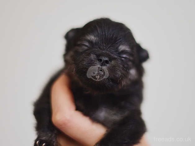 Pomeranian puppies for sale in Bedwas, Caerphilly – KC registered, 1 year old - Image 5 of 5