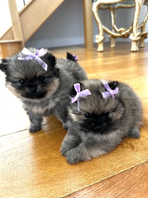 Kc pedigree Pomeranians - Image 2 of 6