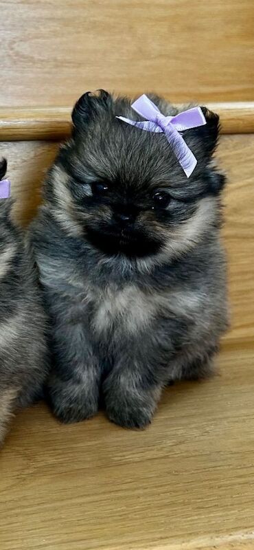 Kc pedigree Pomeranians - Image 3 of 6