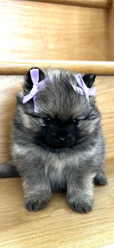 Kc pedigree Pomeranians - Image 4 of 6