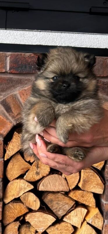 Kc pedigree Pomeranians - Image 6 of 6