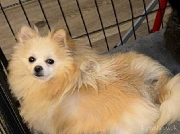 Pomeranian puppies for sale in Newbury, Berkshire – KC registered, 2 years old - Image 2 of 4