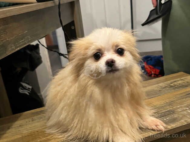 Pomeranian puppies for sale in Newbury, Berkshire – KC registered, 2 years old - Image 4 of 4