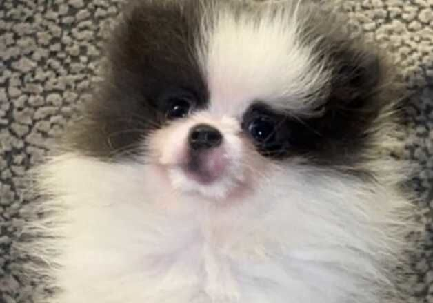 Pomeranian puppies for sale in Sunderland, Tyne and Wear – KC registered, 1 year old - Image 2 of 3