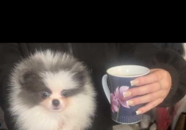 Pomeranian puppies for sale in Sunderland, Tyne and Wear – KC registered, 1 year old - Image 3 of 3