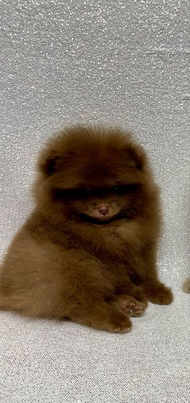 Pomeranian puppies for sale in Norwich, Norfolk – KC registered, 1 year old - Image 1 of 3