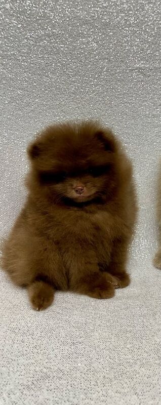 Pomeranian puppies for sale in Norwich, Norfolk – KC registered, 1 year old - Image 2 of 3
