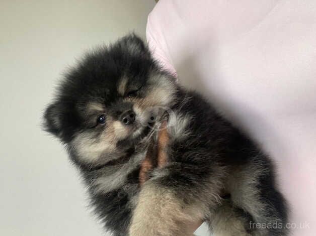 Pomeranian puppies for sale in Romford, Dorset – KC registered, 1 year old - Image 2 of 5