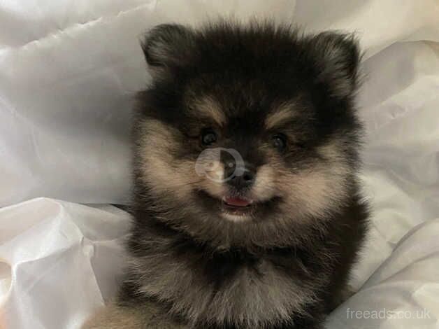 Pomeranian puppies for sale in Romford, Dorset – KC registered, 1 year old - Image 3 of 5