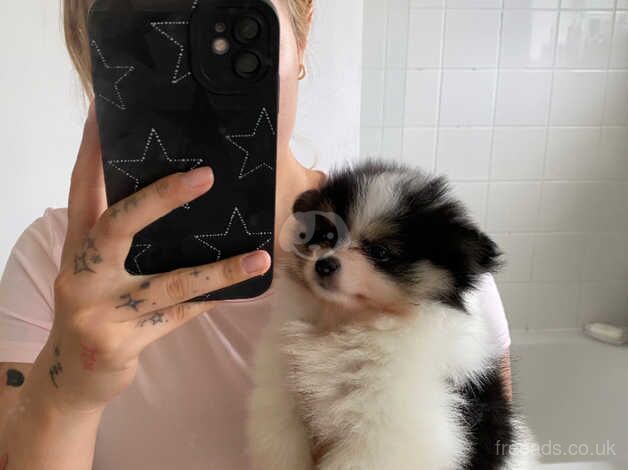 Pomeranian puppies for sale in Romford, Dorset – KC registered, 1 year old - Image 4 of 5