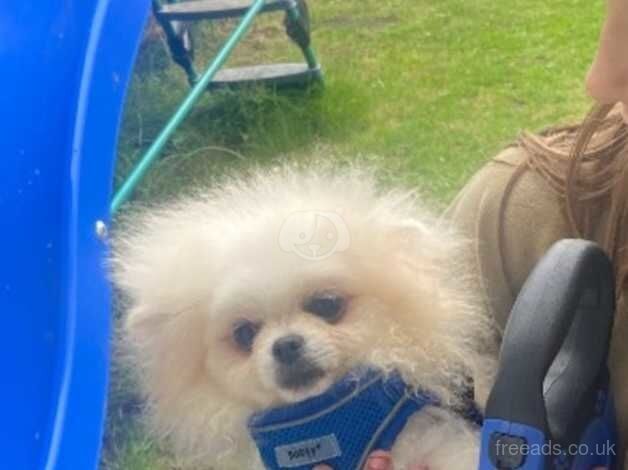 Pomeranian puppies for sale in Ferryhill, City of Aberdeen – KC registered, 1 year old - Image 1 of 2