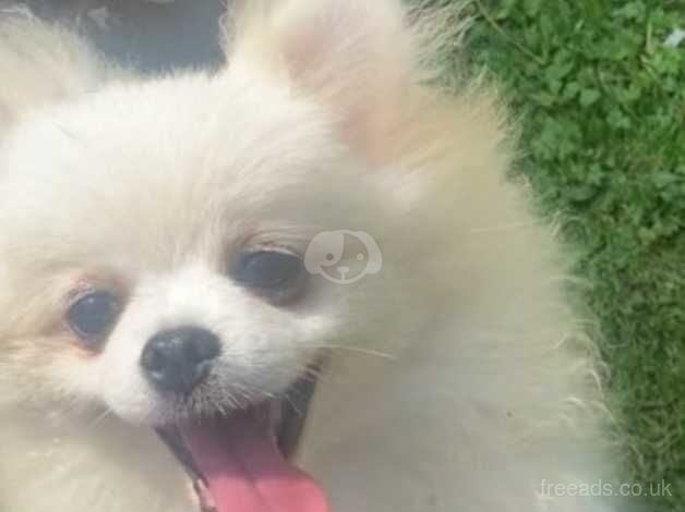 Pomeranian puppies for sale in Ferryhill, City of Aberdeen – KC registered, 1 year old - Image 2 of 2