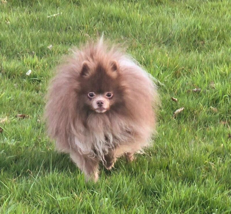 Kennel Club Registered Pomeranian Puppies For Sale