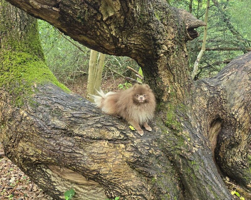 KC reg Lilac young adult pomeranian boy - Image 3 of 9