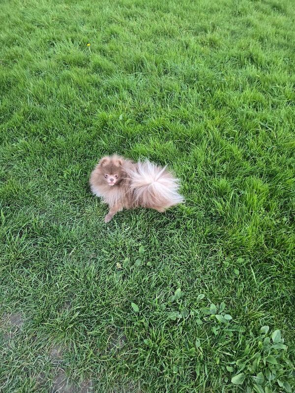 KC reg Lilac young adult pomeranian boy - Image 5 of 9