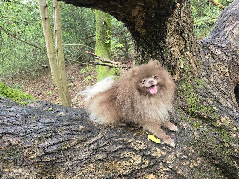 KC reg Lilac young adult pomeranian boy - Image 6 of 9