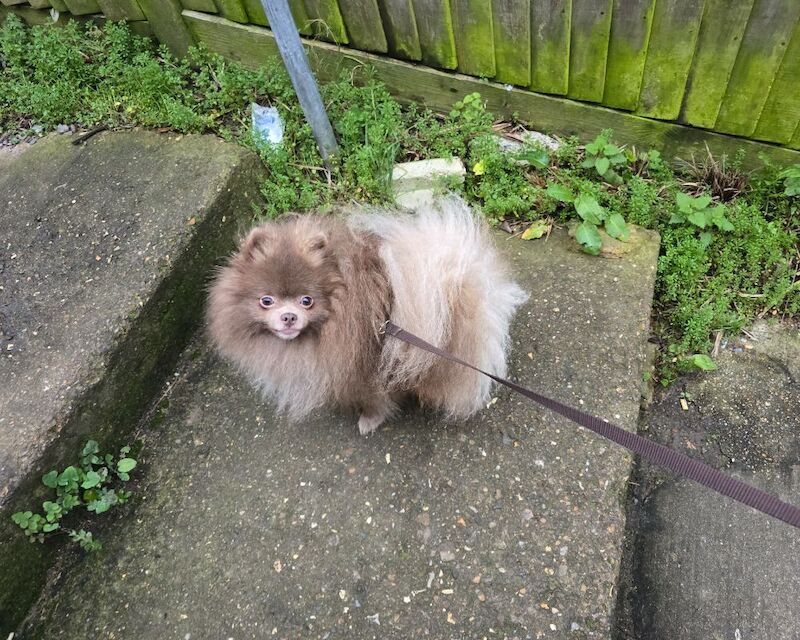 KC reg Lilac young adult pomeranian boy - Image 7 of 9