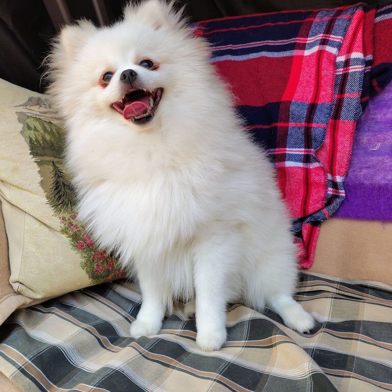 Pomeranian puppies for sale in Taunton, Somerset – KC registered, 7 months old